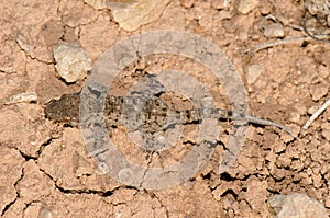 Gomero wall gecko.