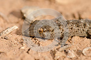 Gomero wall gecko.