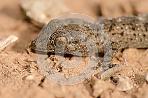 Gomero wall gecko.