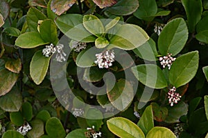 Gomojyu tree ( Vibrnum suspensum ) flowers. Adoxaceae evergreen shrub native to Okinawa, Japan. photo