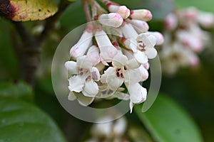 Gomojyu tree ( Vibrnum suspensum ) flowers. Adoxaceae evergreen shrub native to Okinawa, Japan. photo