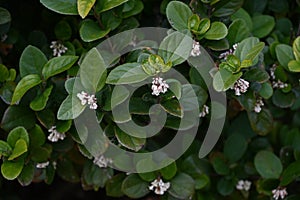 Gomojyu tree ( Vibrnum suspensum ) flowers. Adoxaceae evergreen shrub native to Okinawa, Japan. photo