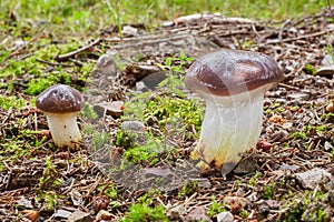 Gomphidius glutinosus in the natural environment.