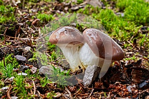 Gomphidius glutinosus in the natural environment.