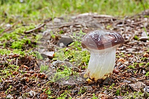 Gomphidius glutinosus in the natural environment.