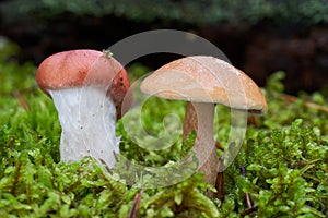 Gomphidius roseus on the left parasitizes on the mycelium of Suillus bovinus on the right.