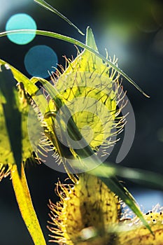 Gomphocarpus fruits or milkweed plant photo