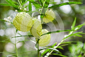 Gomphocarpus physocarpus , balloon plants ornamental tree - Balloon Cotton bush Swan Plant photo