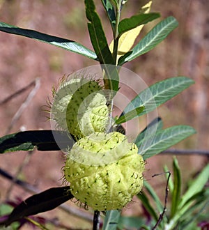 Gomphocarpus physocarpus photo