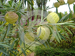 Gomphocarpus physocarpus or Balloonplant or Swan plant. photo