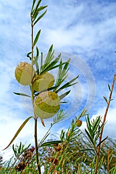 Gomphocarpus physocarpus photo