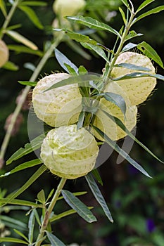 Gomphocarpus physocarpus, commonly known as balloon plant photo