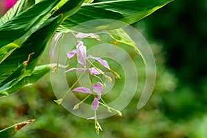 Gomphocarpus physocarpus flower photo