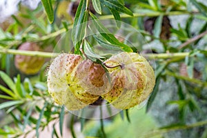 Gomphocarpus physocarpus known as balloon plant cotton bush milkweed pod tropical nature