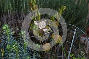 Gomphocarpus physocarpus Wild cotton / Milkweed