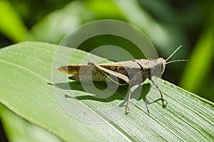 Gomphocerippus Rufus Grasshopper On Maize Leaf