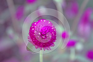 Gomphrena Flower Isolated Bloom Magenta Floral Nature Background