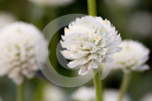 Gomphrena globosa close up