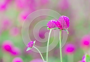 Gomphrena globosa