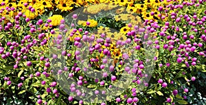 Gomphrena globosa, commonly known as globe amaranth, photo