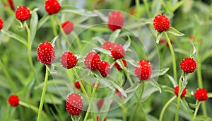 Gomphrena globosa, commonly known as globe amaranth, photo