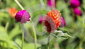 Gomphrena globosa, commonly known as globe amaranth photo
