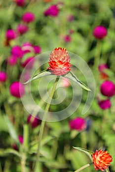 Gomphrena globosa, commonly known as globe amaranth photo