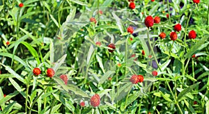 Gomphrena globosa, commonly known as globe amaranth photo