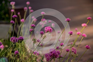 Gomphrena globosa or Fireworks flower. Violet flower.