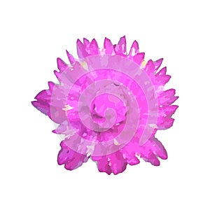 Gomphrena globosa or globe amaranth on white background photo