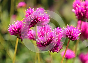 Gomphrena globosa 'Ping Pong Pink' (Globe Amaranth)