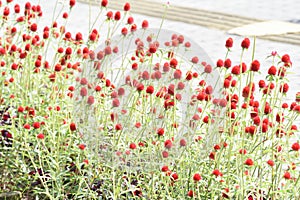 Gomphrena haageana flowers.