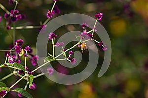 Gomphrena serrata L. or Gomphrena serrata L. belongs to Amaranthaceae, accompanied by a bee.