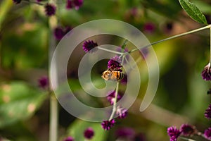 Gomphrena serrata L. or Gomphrena serrata L. belongs to Amaranthaceae, accompanied by a bee.