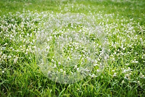 Gomphrena weed flowers