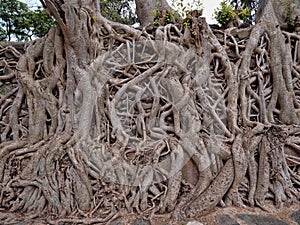 Gondar, Ethiopia, Fasil Ides Bath, a tangle of massive trunks in a drained pool