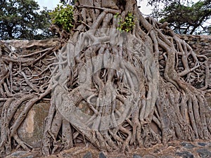 Gondar, Ethiopia, Fasil Ides Bath, a tangle of massive trunks in a drained pool