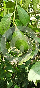 Gondharaj green India lemon