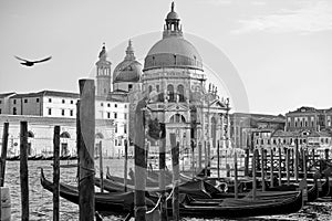 Gondolas and Santa Maria della Salute church in Venice