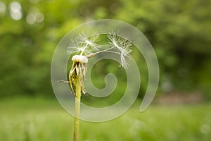 a gone dandelion blossom