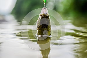 Gone fishing. hobby and sport activity. fly fishing trout. recreation and leisure. trout bait. catch fish. fall into the