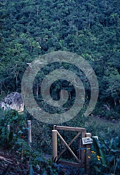 Gone swimming, Belize, panoramic of the rain forest