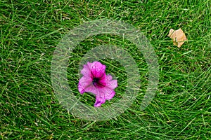 Gone with the wind pink petunia flower on a green lawn