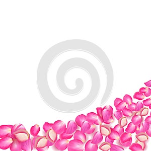 Gone with the Wind rose petals. Realistic vector pink petals on transparent background.