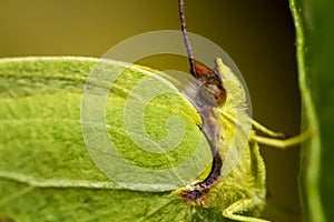 Gonepteryx cleopatra butterfly