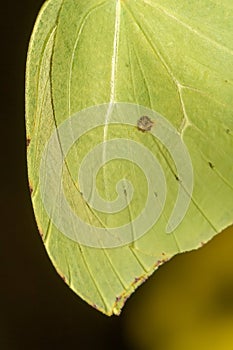 Gonepteryx cleopatra butterfly