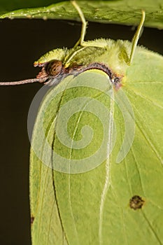 Gonepteryx cleopatra butterfly