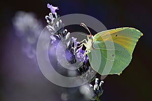 Gonepteryx cleopatra, the Cleopatra or Cleopatra butterfly