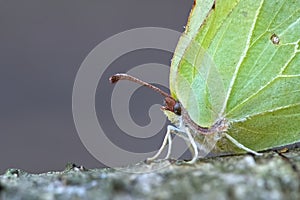 Gonepteryx cleopatra. Green butterfly cleopatra sitting on a birch branch, close up.