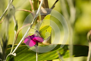 Gonepteryx cleopatra on Purple Flower